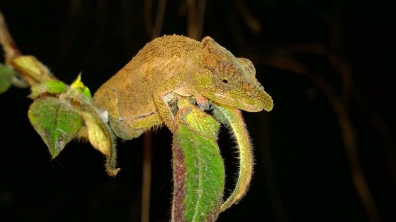 Caméléon - Madagascar | Au Tigre Vanillé