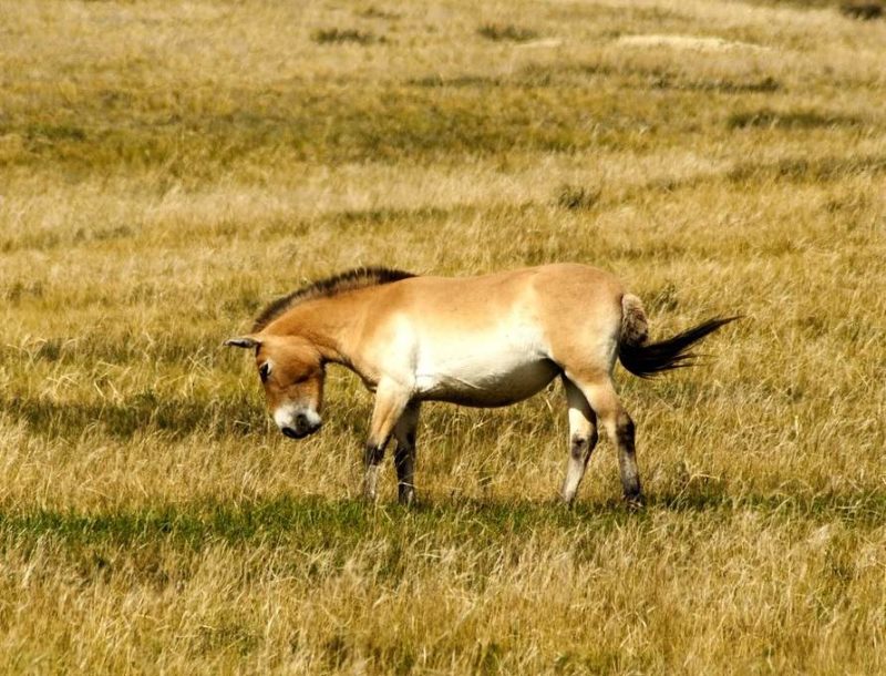 Observation des chevaux de przewalski dans le parc de Khustai - Mongolie | Au Tigre Vanillé
