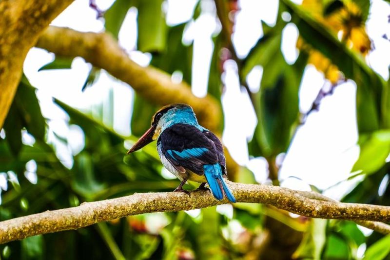 Observation des oiseaux sur l'île de Principe - Sao Tomé-et-Principe | Au Tigre Vanillé