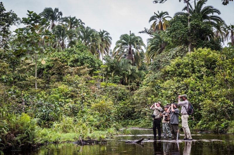 Safari à pied dans le parc national d'Odzala-Kokoua - Congo | Au Tigre Vanillé