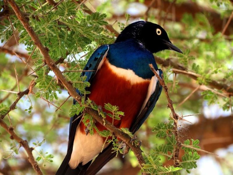Observation ornithologique dans le parc de Tarangire - Tanzanie | Au Tigre Vanillé