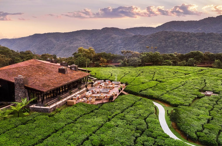 Plantations de thé de l'hotel One & Only de Nyungwe - Rwanda | Au Tigre Vanillé