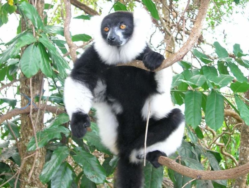 Palmarium dans le canal des Pangalanes - Madagascar | Au Tigre Vanillé