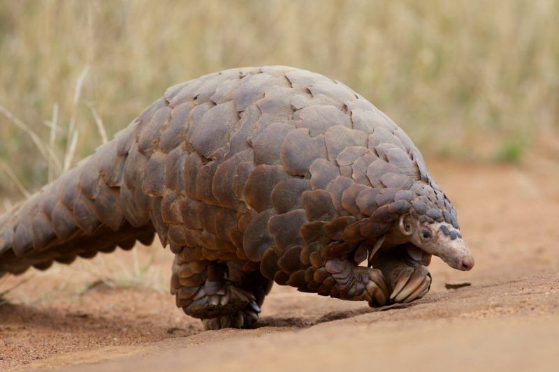 Scaly Anteater actually walks on its hind feet. It uses its front feet for balance. Observation des pangolins - Congo | Au Tigre Vanillé