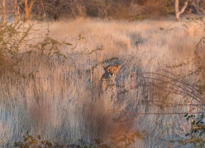 Safari dans un parc près de Windhoek - Namibie | Au Tigre Vanillé