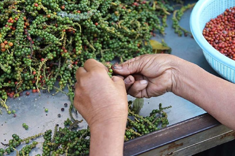 Plantation de poivre à Kampot - Cambodge | Au Tigre Vanillé