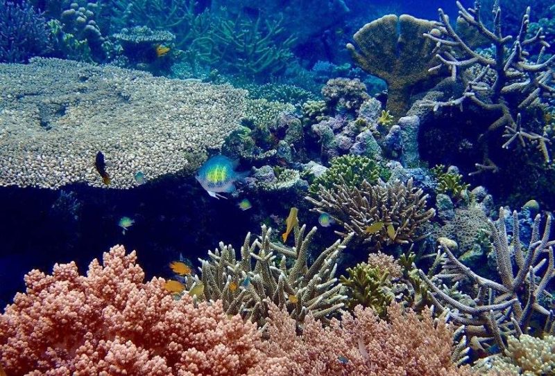 Plongée sous marine - Madagascar | Au Tigre Vanillé