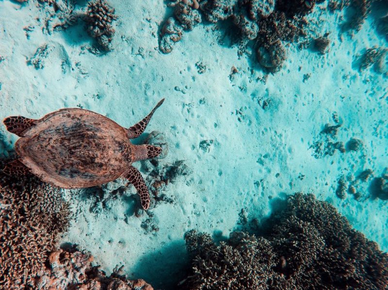 Plongée avec les poissons de l'océan Indien - Maldives | Au Tigre Vanillé