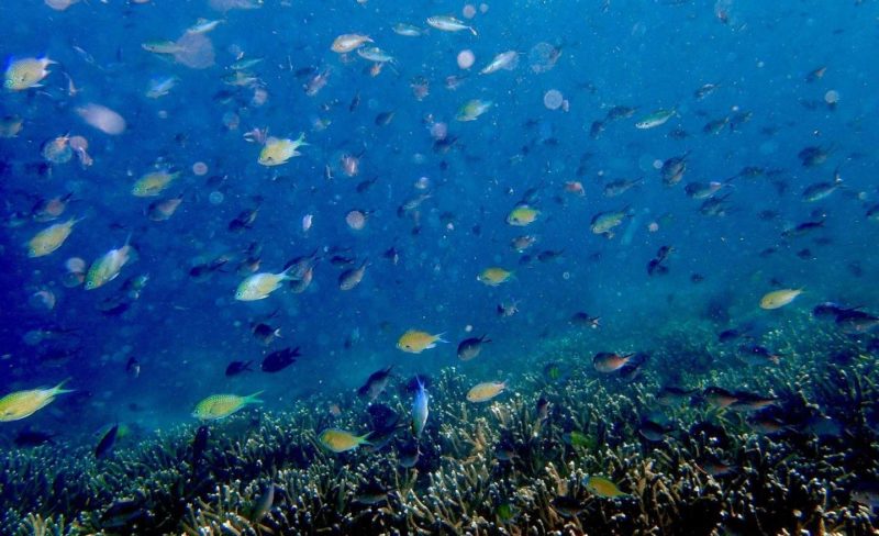 Observation de la faune marine | Au Tigre Vanillé