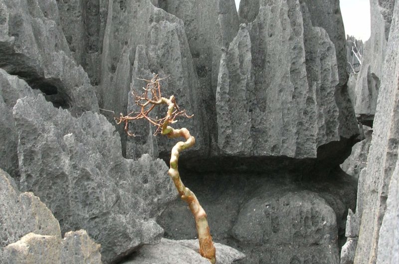 Randonnée dans les tsingy - Madagascar | Au Tigre Vanillé