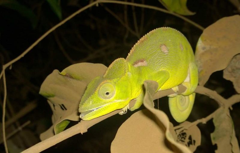 Safari nocturne à Ranomafana - Madagascar | Au Tigre Vanillé