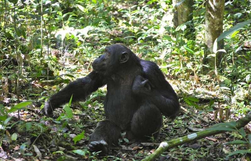 Recherche des chimpanzés dans le parc de Nyungwe - Rwanda | Au Tigre Vanillé