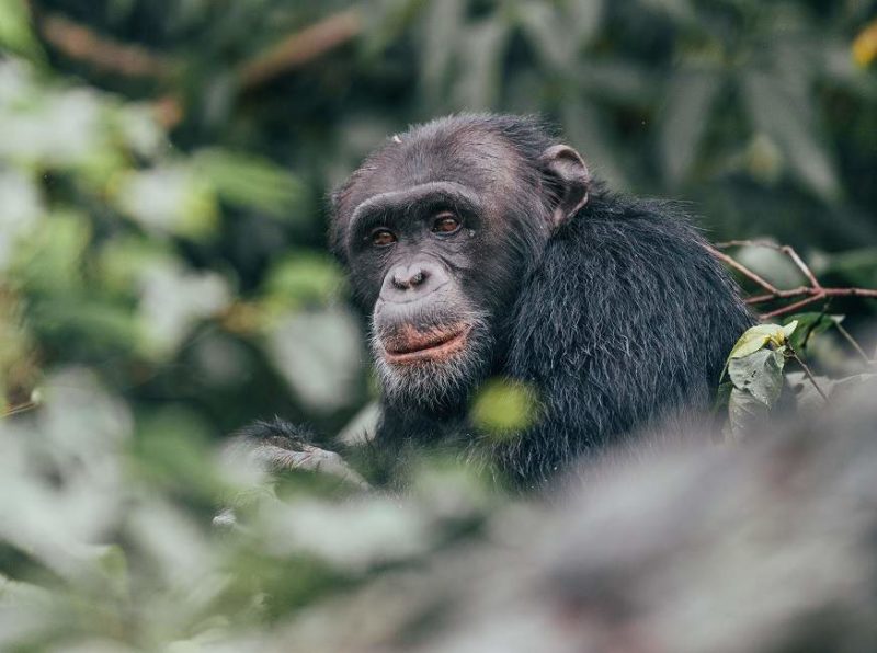 Rencontre avec les chimpanzés sur l'île de Rubondo - Tanzanie | Au Tigre Vanillé