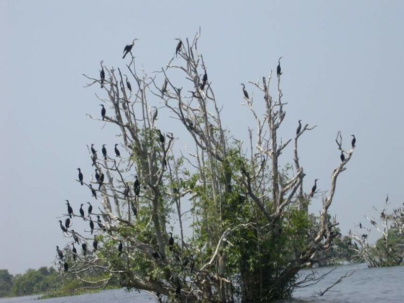 Réserve ornithologique sur le Tonlé Sap - Cambodge | Au Tigre Vanillé