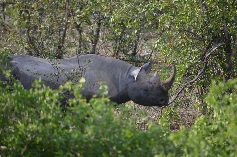 Recherche le rhinocéros noir - Namibie | Au Tigre Vanillé