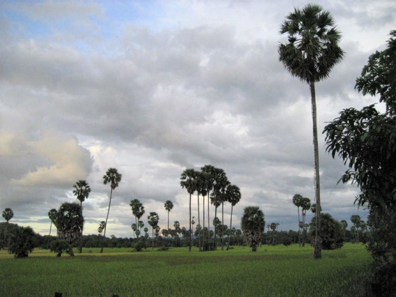 Promenade dans les rizières de Battambang - Cambodge | Au Tigre Vanillé