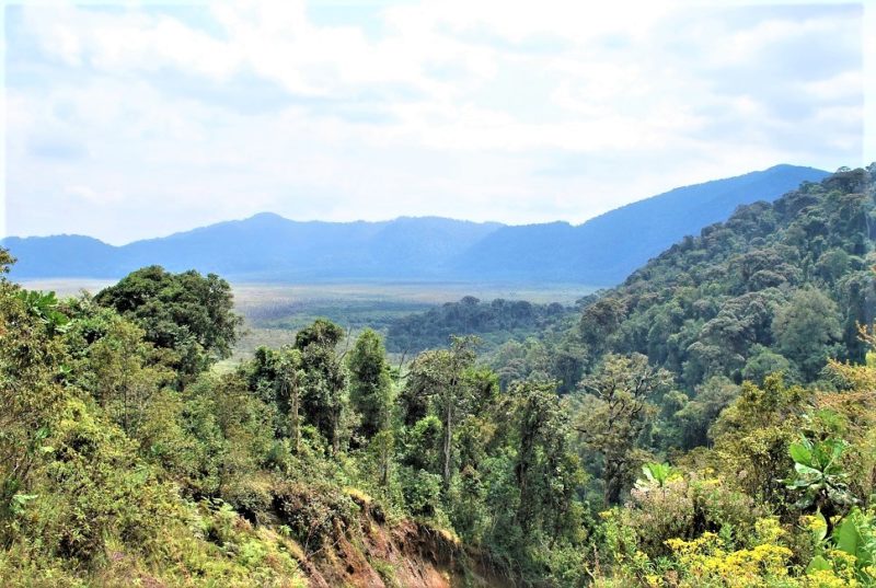 Vue dégagée sur la forêt du parc Nyungwe - Rwanda | Au Tigre Vanillé
