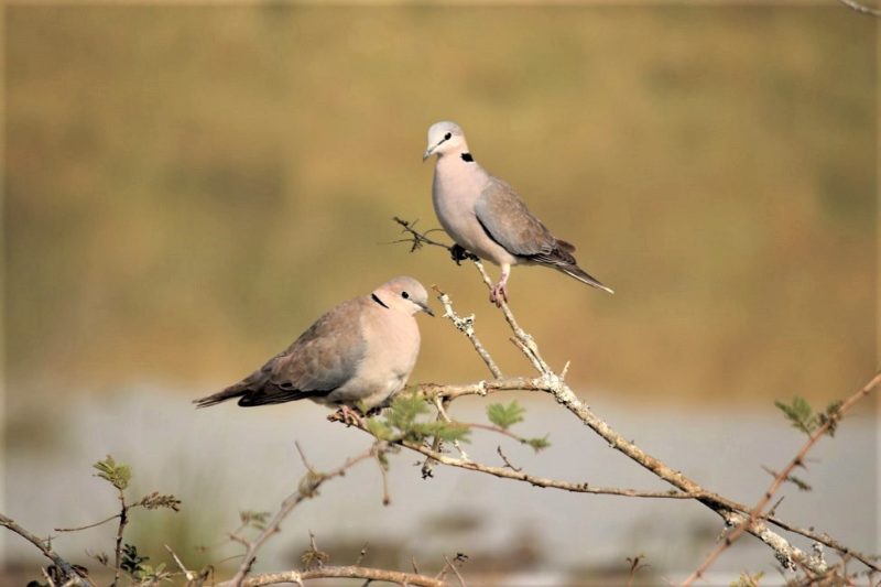 Deux oiseaux sur une branche - Rwanda | Au Tigre Vanillé