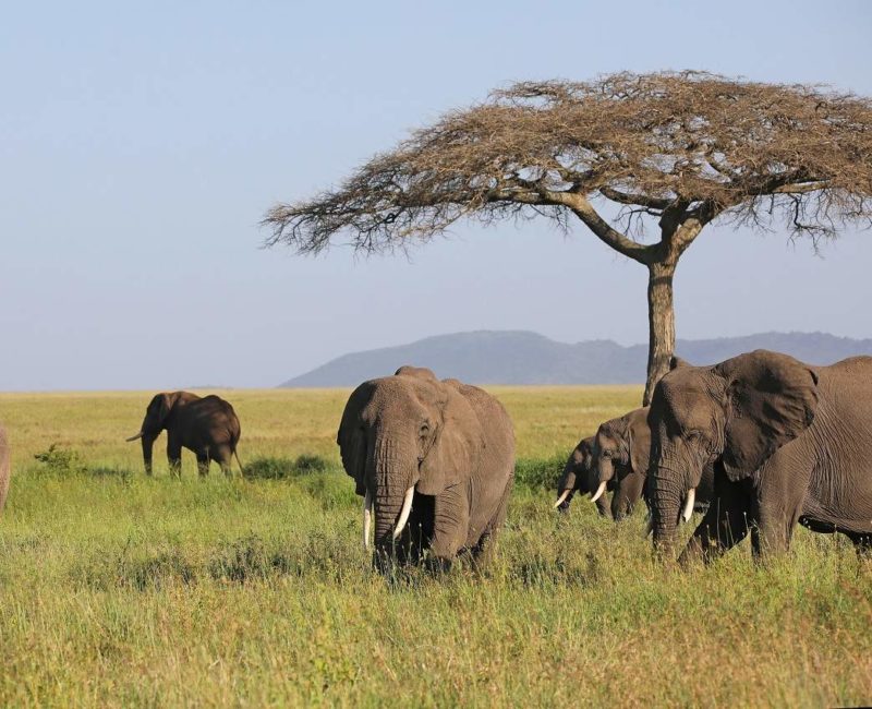 Pays des safaris - Tanzanie | Au Tigre Vanillé