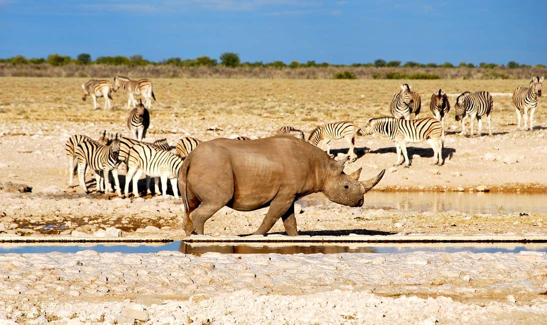 safari-etosha-rhino-zebre-namibie Safari à la rencontre des animaux de la réserve d'Etosha - Namibie | Au Tigre Vanillé