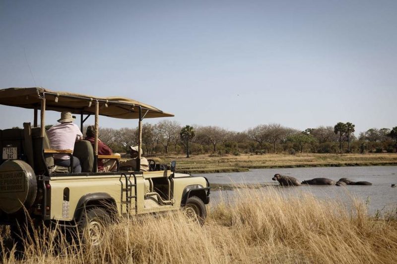 Observation des hippopotames lors d'un safari dans le parc de Katavi - Tanzanie | Au Tigre Vanillé