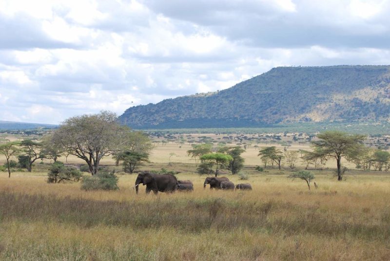 Safari au coeur du parc du Serengeti - Tanzanie | Au Tigre Vanillé