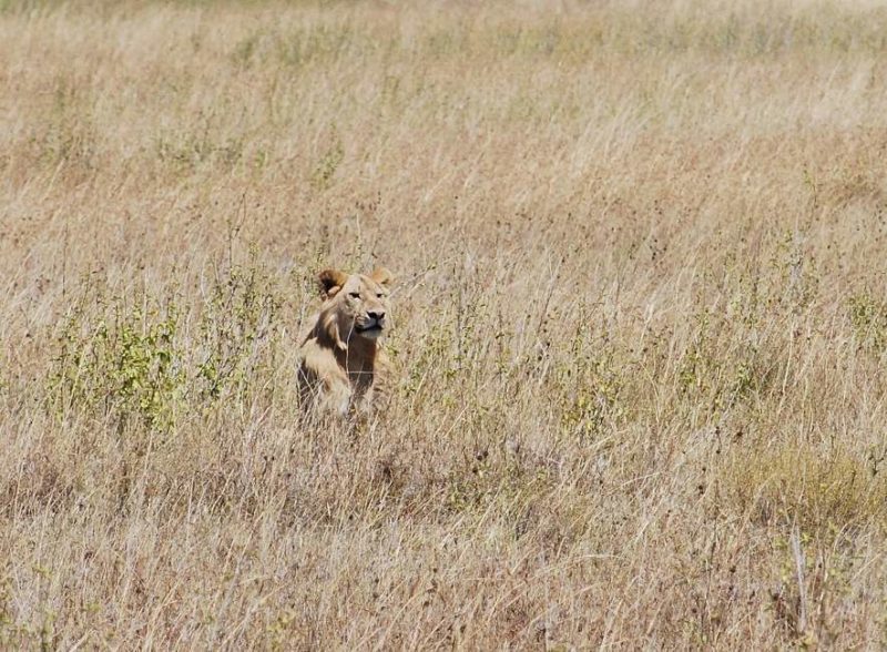 Lion dans la savane du parc du Serengeti - Tanzanie | Au Tigre Vanillé