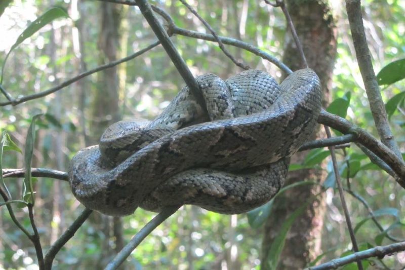 Faune du parc national de Ranomafana - Madagascar | Au Tigre Vanillé