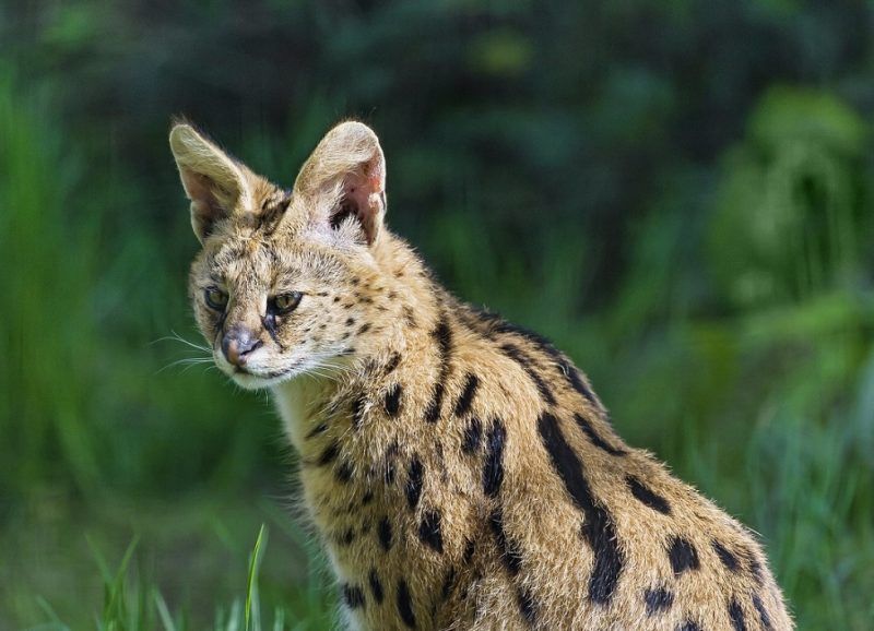 Observation de la faune - Congo | Au Tigre Vanillé