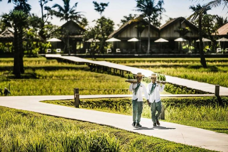 Rizières de l'hôtel Phum Baitang à Siem Riep - Cambodge | Au Tigre Vanillé