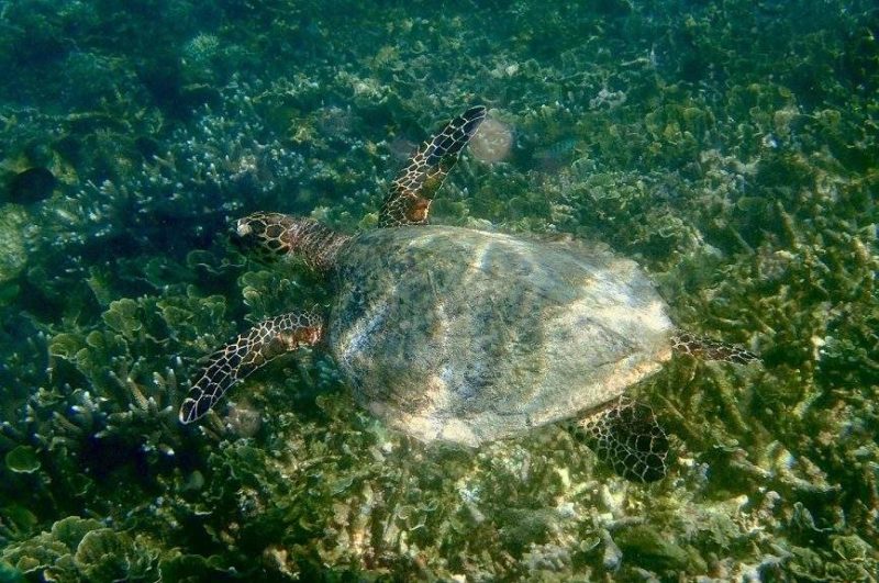 Snorkeling et tortue marine - Madagascar | Au Tigre Vanillé