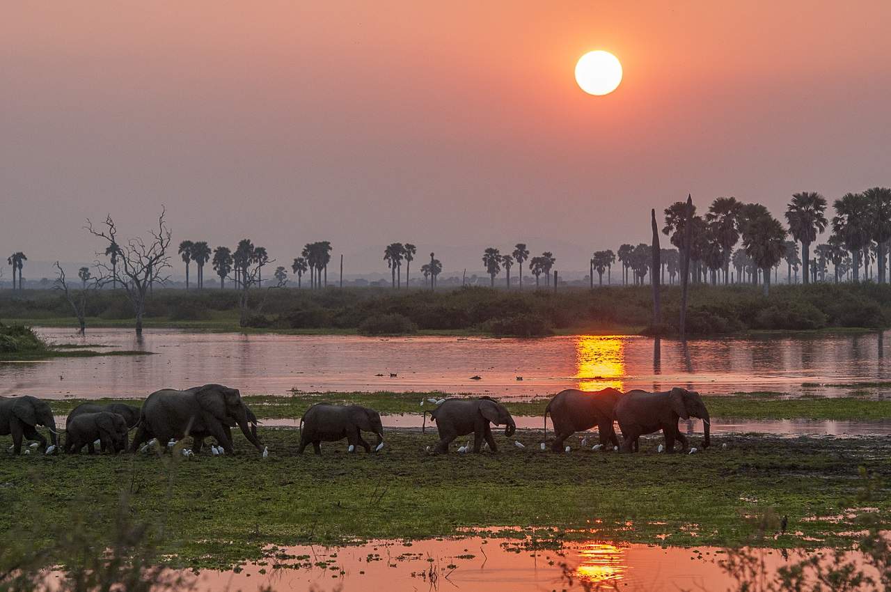 Coucher de soleil dans la réserve de Selous - Tanzanie | Au Tigre Vanillé
