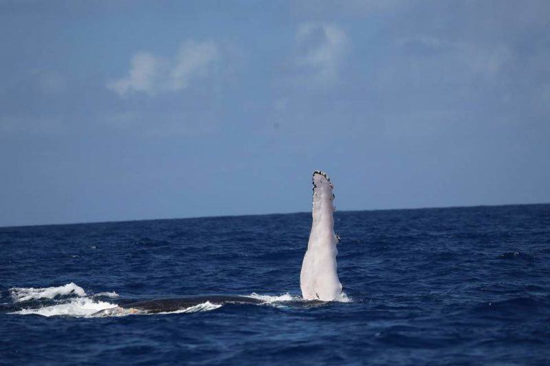 Croisière pour observer les baleines à Nosy Be - Madagascar | Au Tigre Vanillé