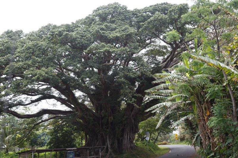 Banian sur l'île de Tanna - Vanuatu | Au Tigre Vanillé