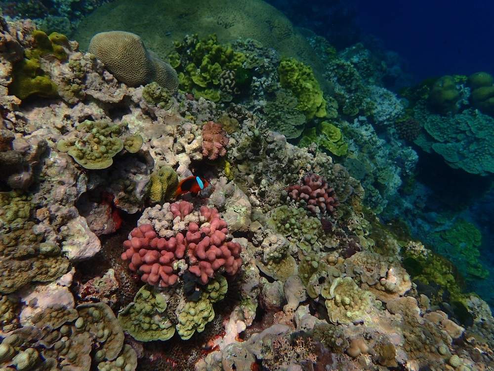 Corail au large de l'île de Tanna - Vanuatu | Au Tigre Vanillé