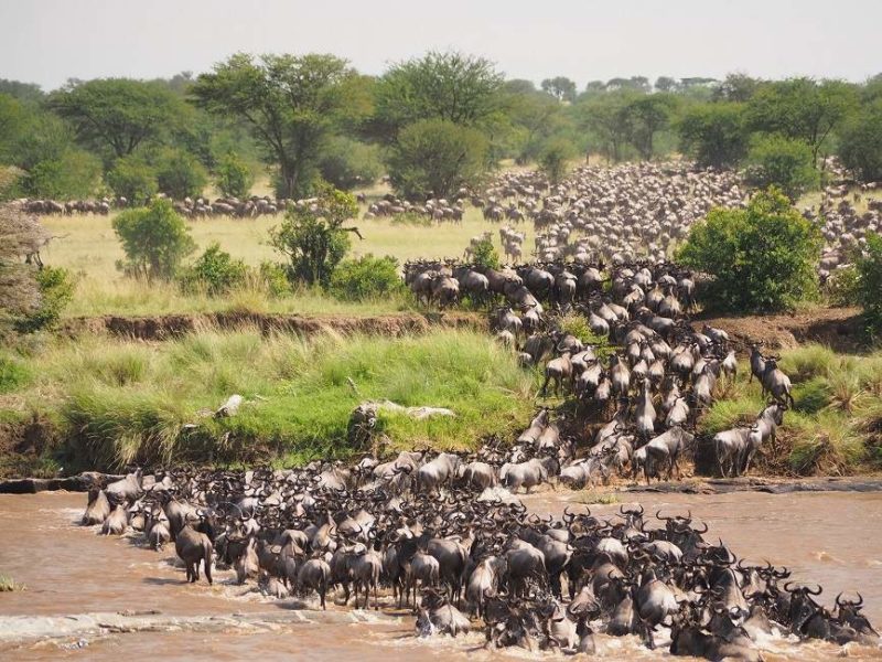 Traversée des gnous de la rivière mara dans le Serengeti - Tanzanie | Au Tigre Vanillé
