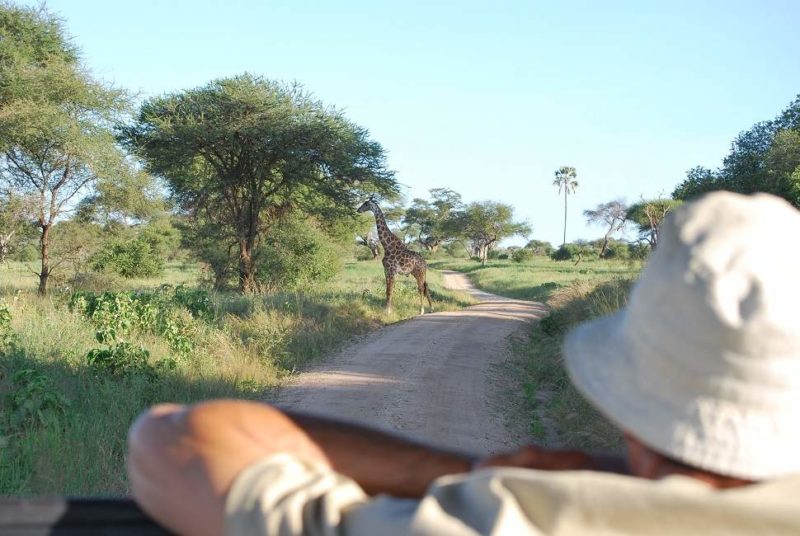Safari en 4x4 dans le parc de Tarangire - Tanzanie | Au Tigre Vanillé