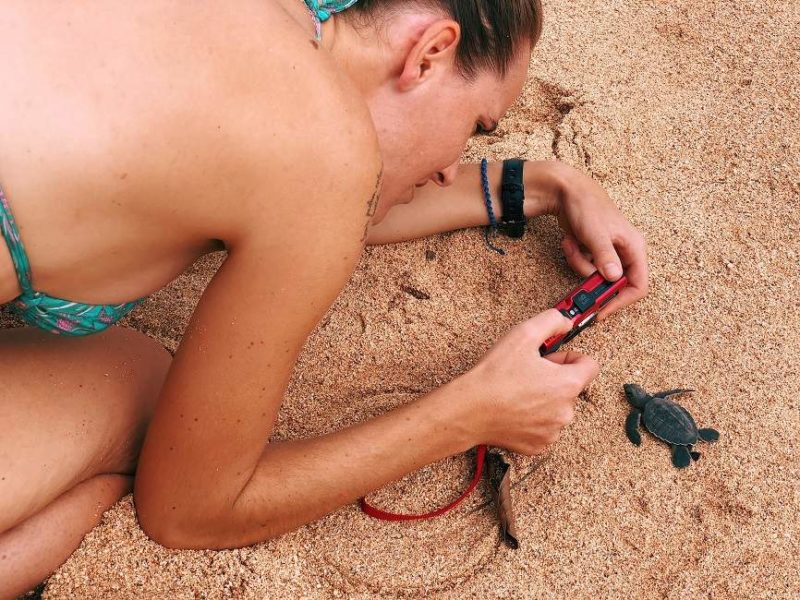 Rencontre avec les tortues de la plage Jale - Sao Tomé-et-Principe | Au Tigre Vanillé
