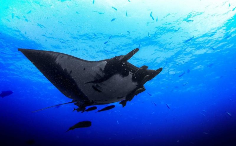 Snorkeling avec les raies manta à Ambergris Caye - Belize | Au Tigre Vanillé