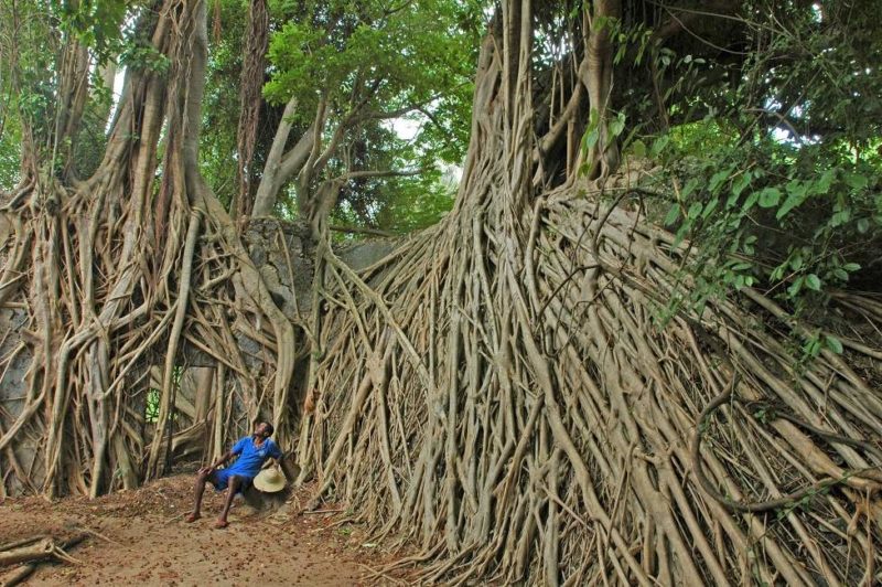 Balade et histoire sur l'île de Mafia - Tanzanie | Au Tigre Vanillé