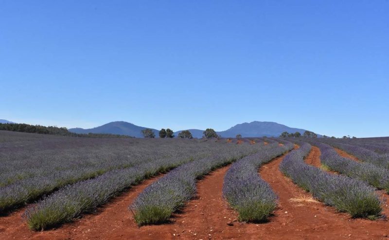 Balade à travers les champs de lavande de Tasmanie - Australie | Au Tigre Vanillé