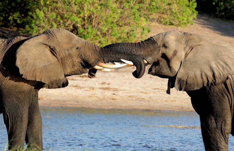 Observation animalière lors d'une croisière sur le Zambèze - Zimbabwe | Au Tigre Vanillé