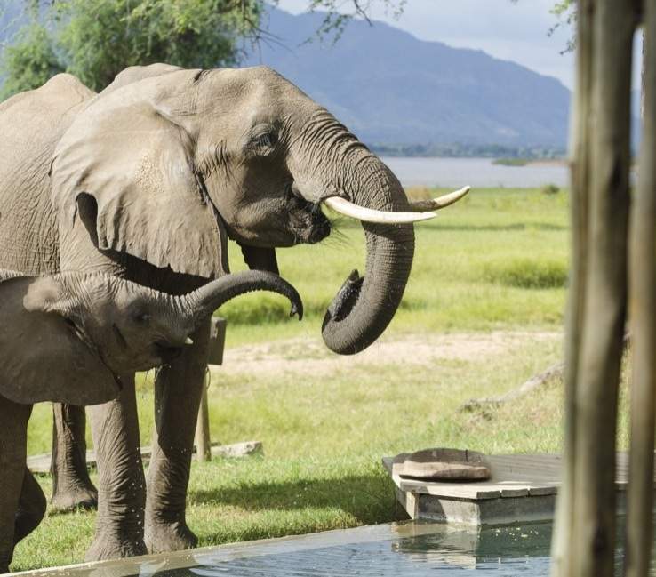 Rencontre avec les éléphants de Mana Pools - Zimbabwe | Au Tigre Vanillé