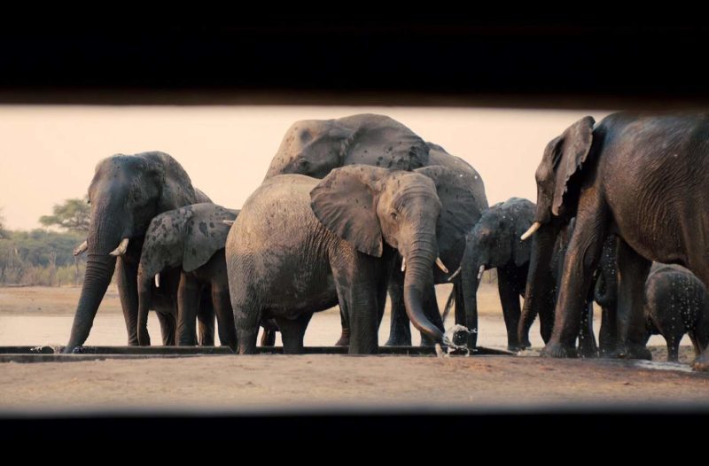 elephants-safari-parc-hwange-zimbabwe Observation de la faune du parc national de Hwange - Zimbabwe | Au Tigre Vanillé