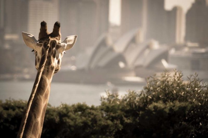 Croisière d'Harbour Bridge au zoo de Taronga à Sydney - Australie | Au Tigre Vanillé
