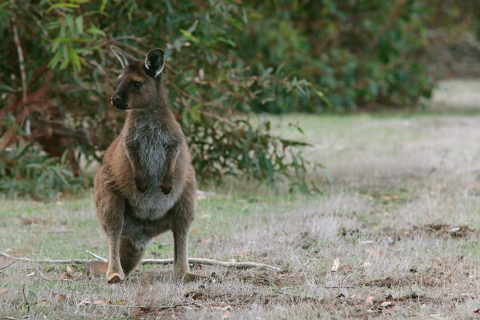 Séjour sur l'île des Kangourous - Australie | Au Tigre Vanillé