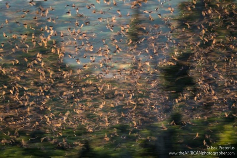 Admirer le spectacle du rassemblement de roussettes dans le parc de Kasenka - Zambie | Au Tigre Vanillé