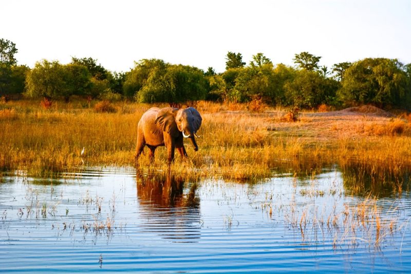 Elephant au bord du lac Kariba - Zimbabwe | Au Tigre Vanillé