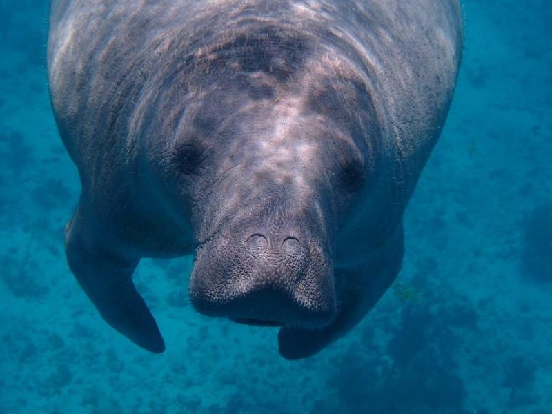 Observation des lamantins dans le jungle de Placencia - Belize | Au Tigre Vanillé