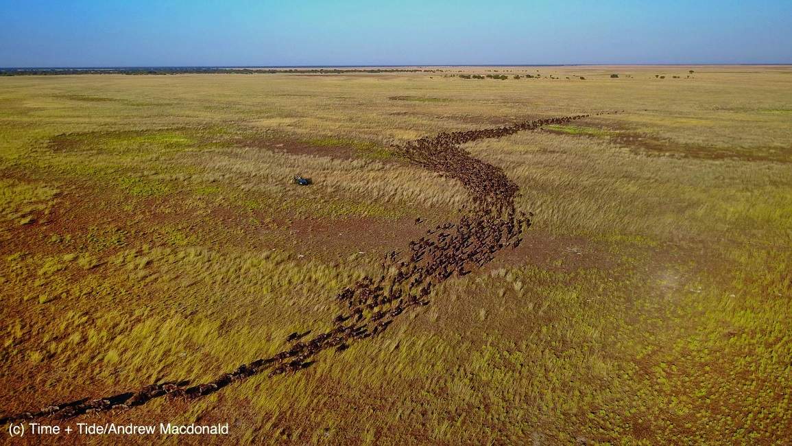 DCIM100MEDIADJI_0846.JPG Assister à la migration des gnous bleus dans les plaines de Liuwa - Zambie | Au Tigre Vanillé